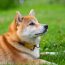 Shiba inu